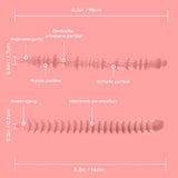 Daisy Plus: 18.4kg Großer Ass Masturbatorsleeve Kompatibel - tantalyde